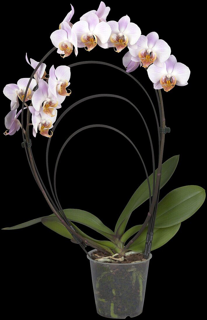 Phalaenopsis, lila