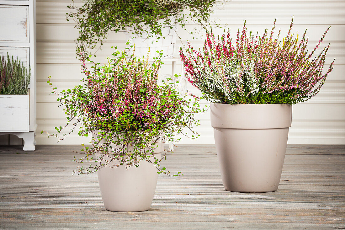 Calluna vulgaris