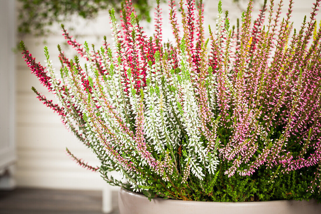 Calluna vulgaris