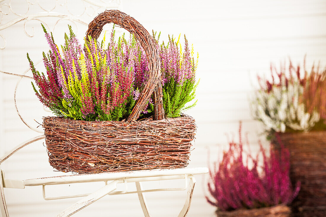 Calluna vulgaris