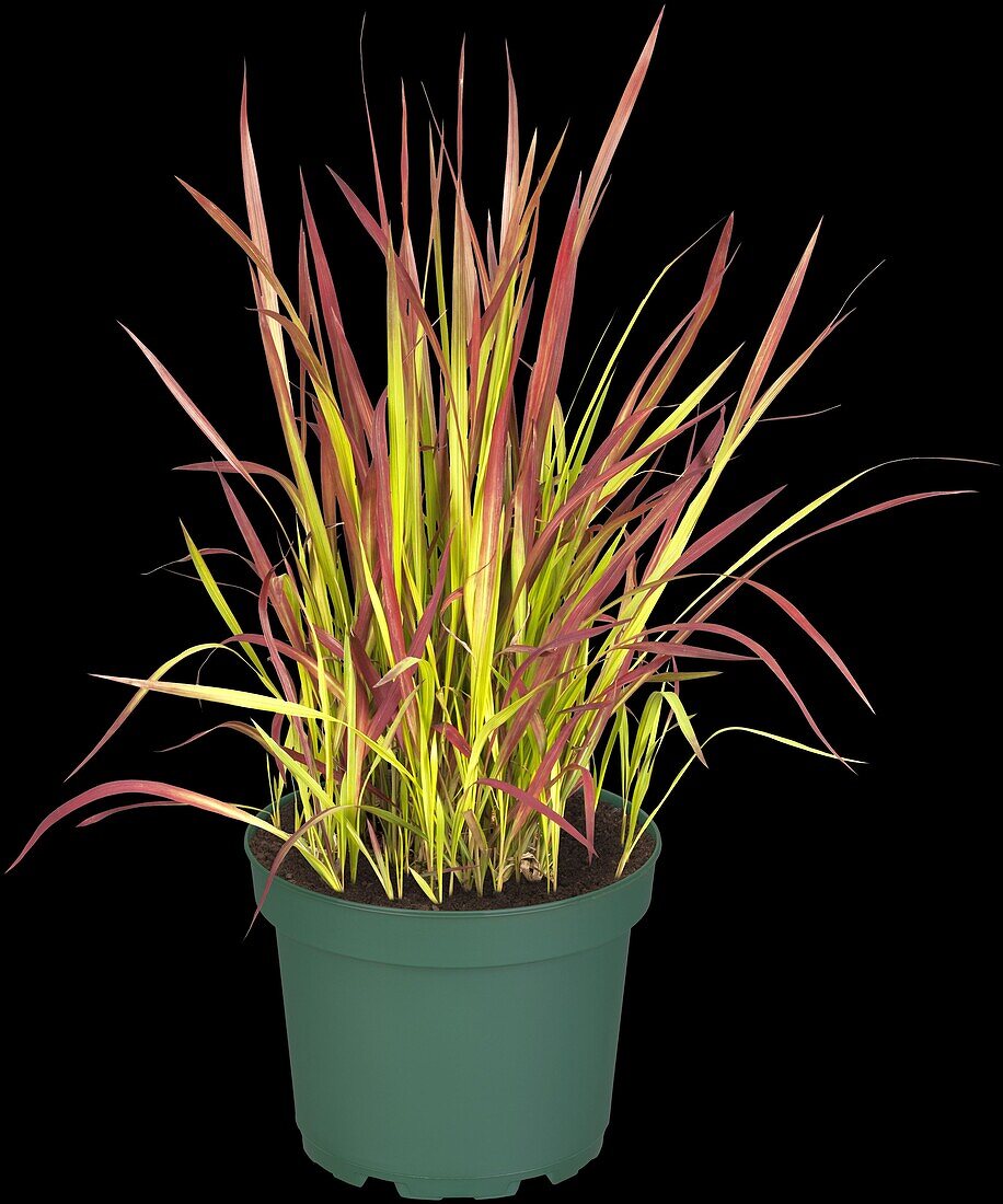 Imperata cylindrica 'Red Baron'