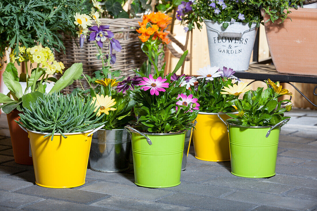 Osteospermum