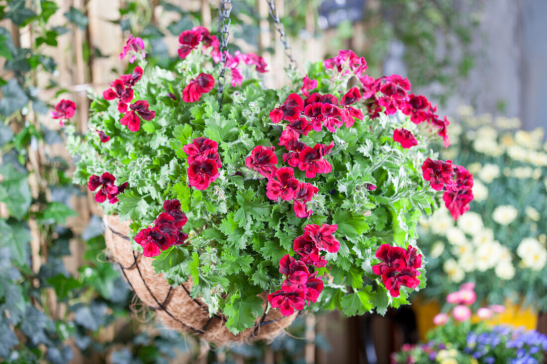 Pelargonium grandiflorum