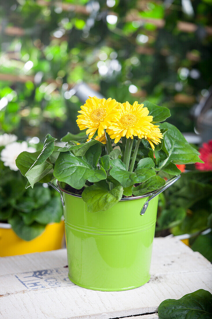 Gerbera jamesonii