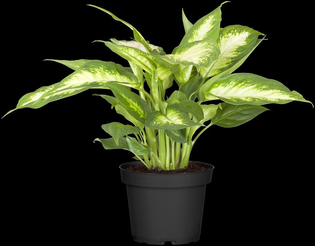 Dieffenbachia maculata