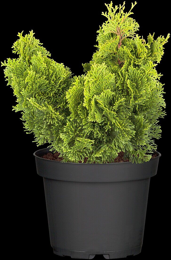 Chamaecyparis obtusa 'Nana Gracilis'