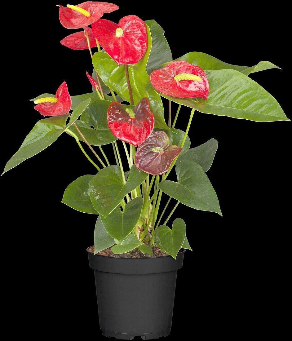 Anthurium andreanum