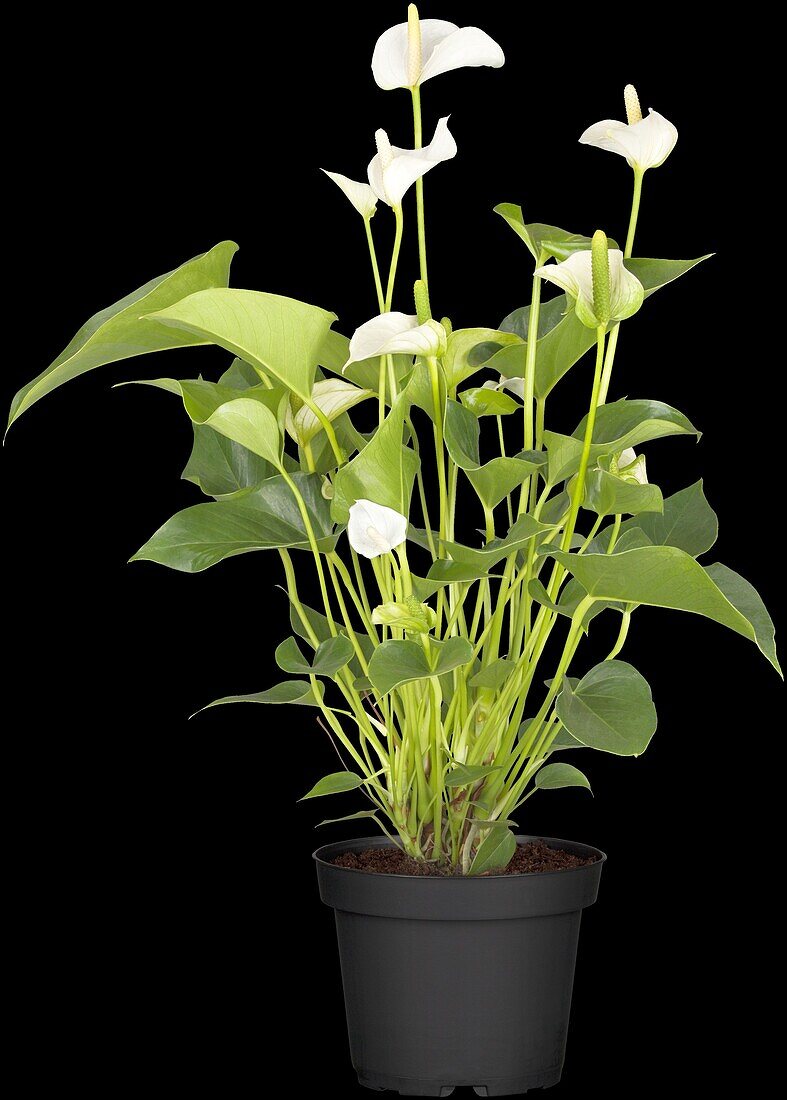 Anthurium x andreanum, white