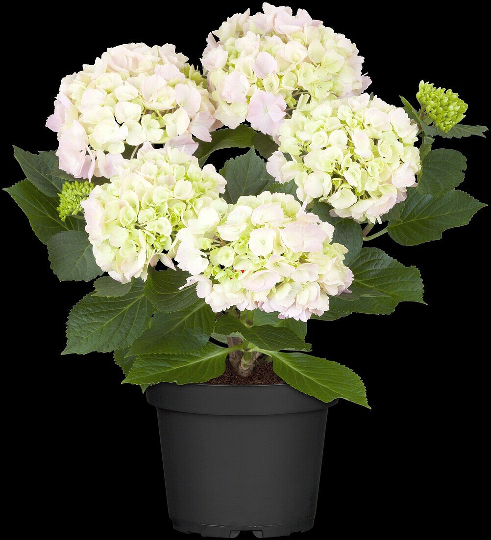 Hydrangea macrophylla, pink