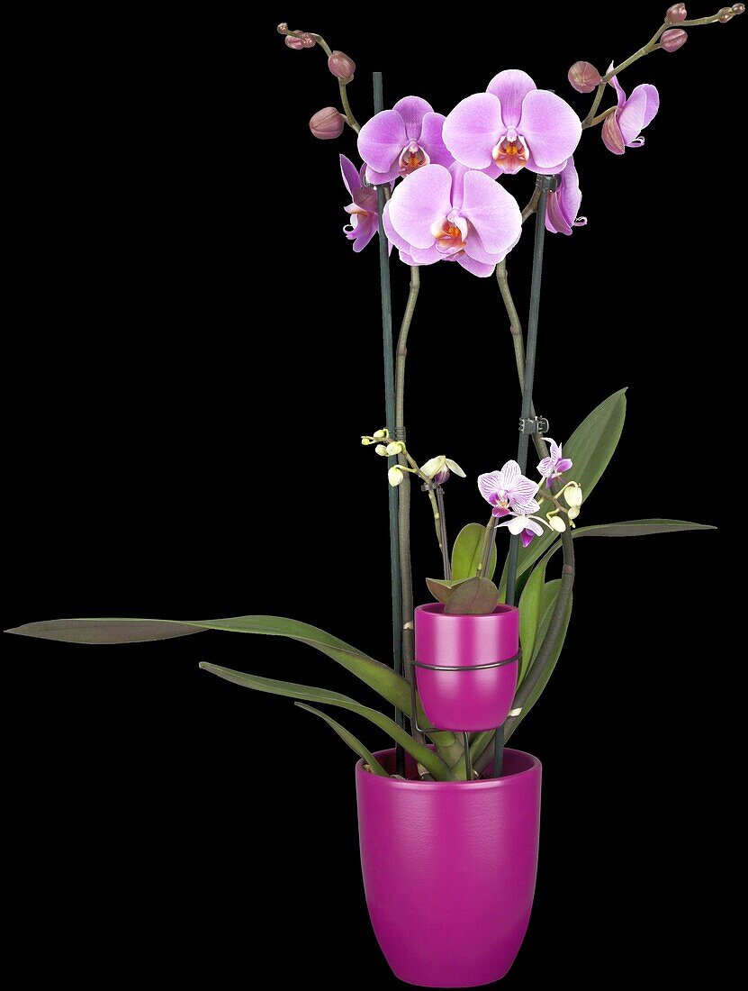 Phalaenopsis, lila