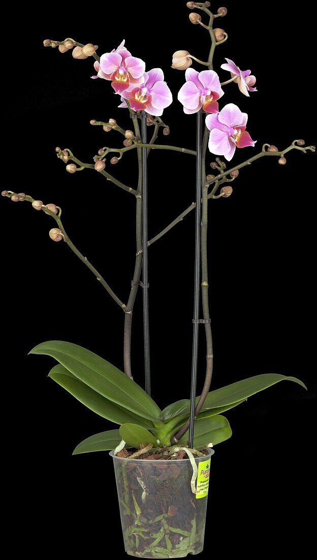 Phalaenopsis Hybride