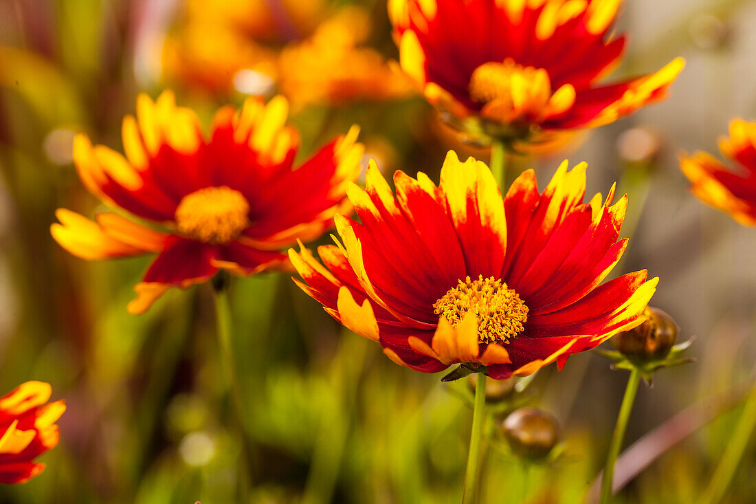 Gaillardia aristata