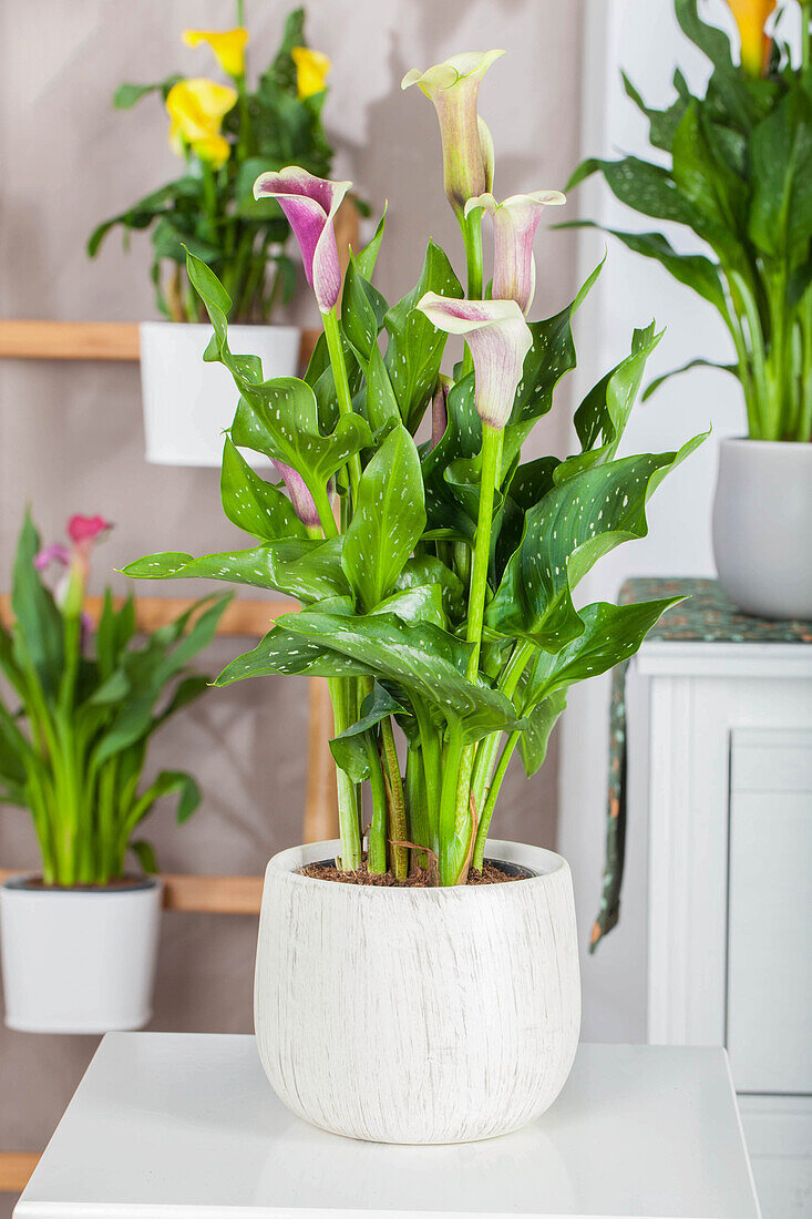 Zantedeschia aethiopica 'Picasso'