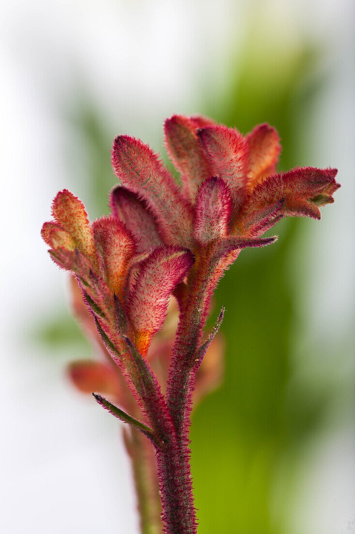 Anigozanthos