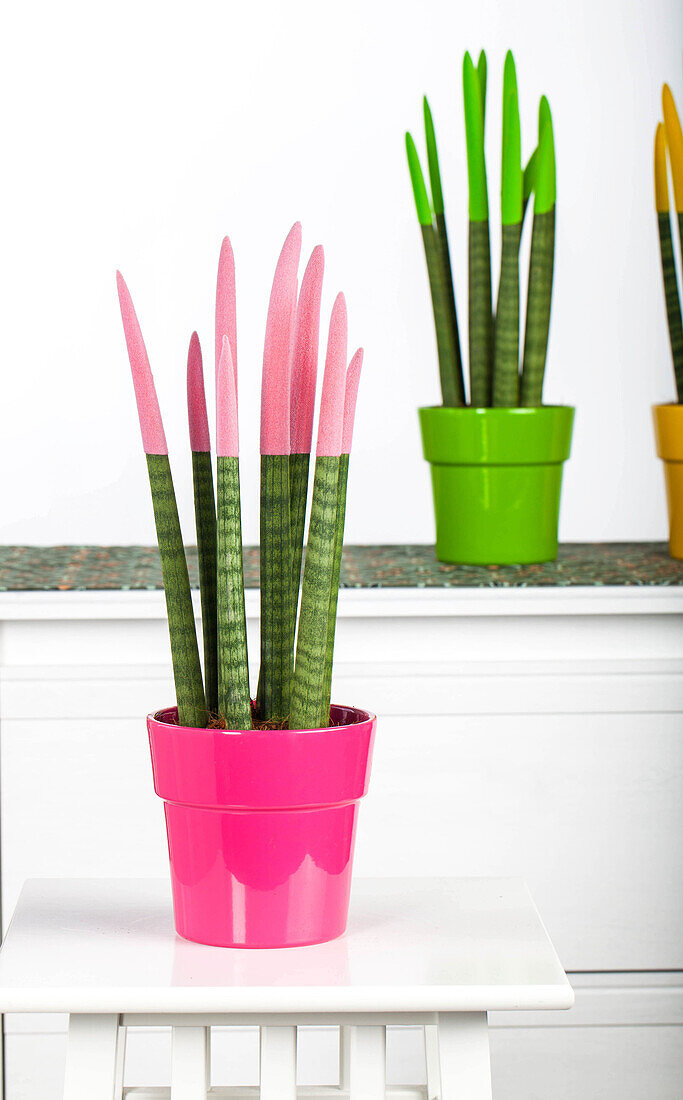 Sansevieria Velvet Touch®