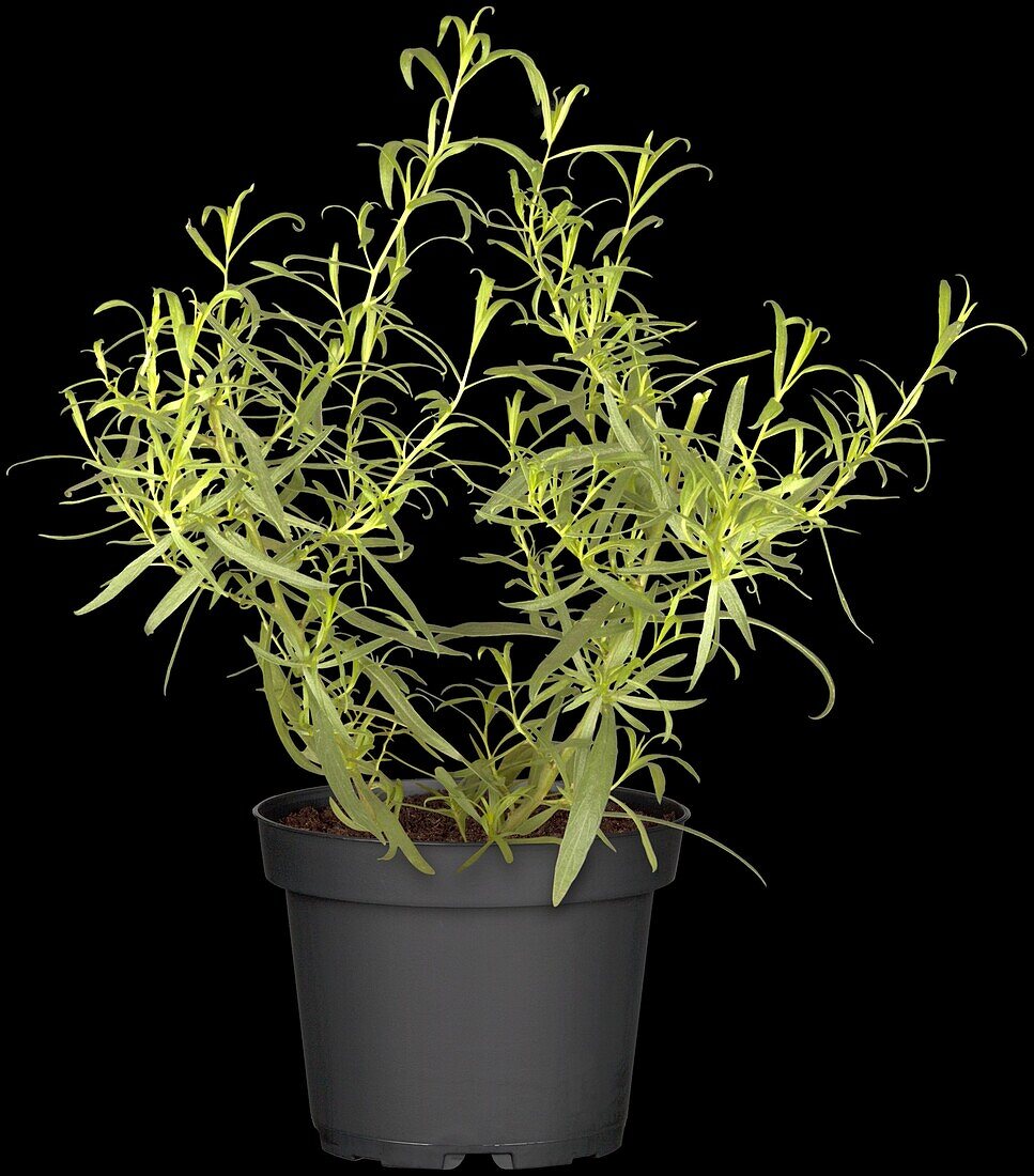 Artemisia dracunculus