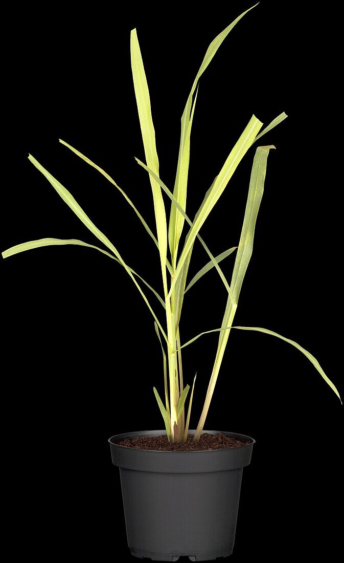 Cymbopogon citratus