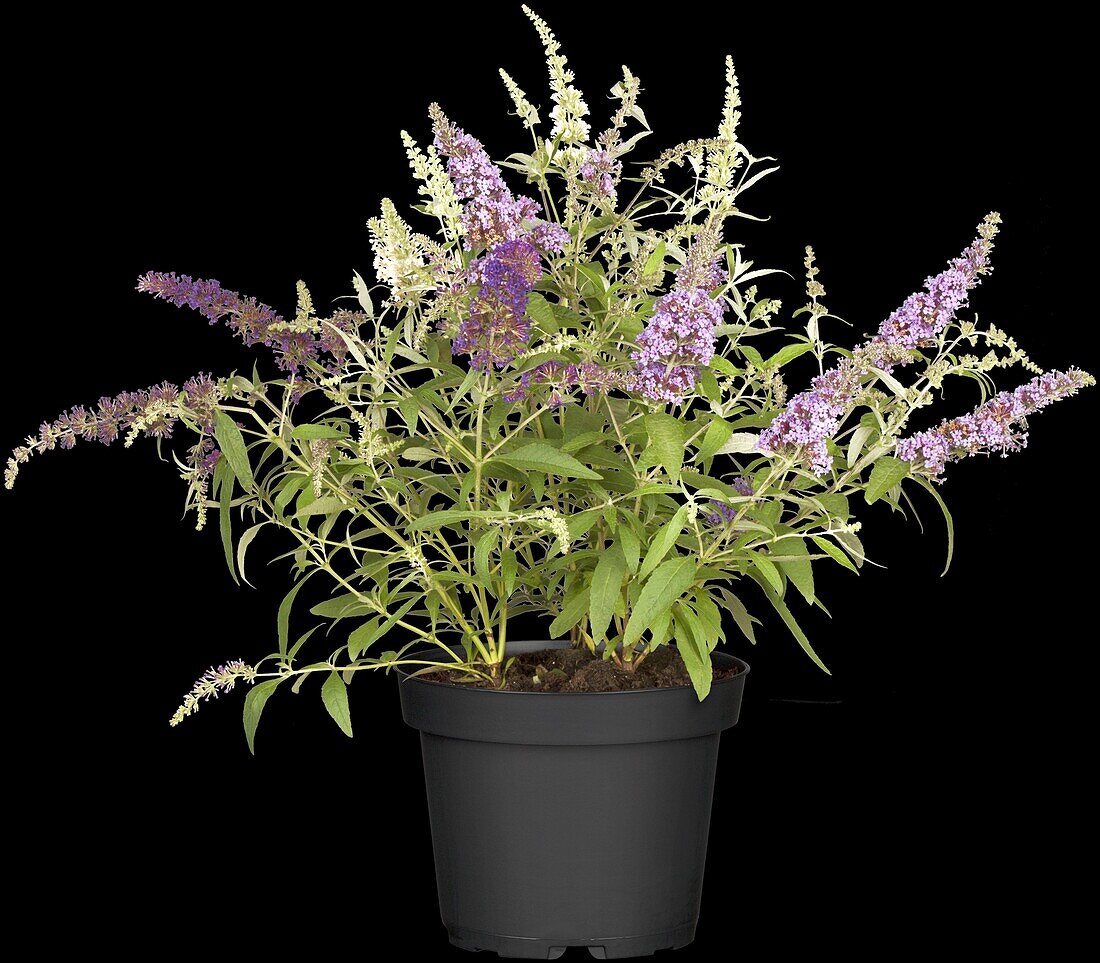 Buddleja davidii 'Buzz Trio'