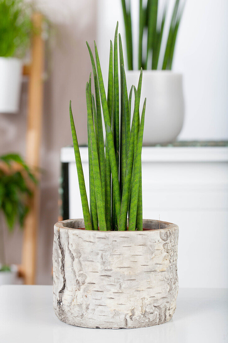 Sansevieria cylindrica