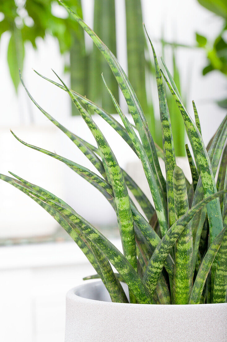 Sansevieria 'Fernwood Punk'