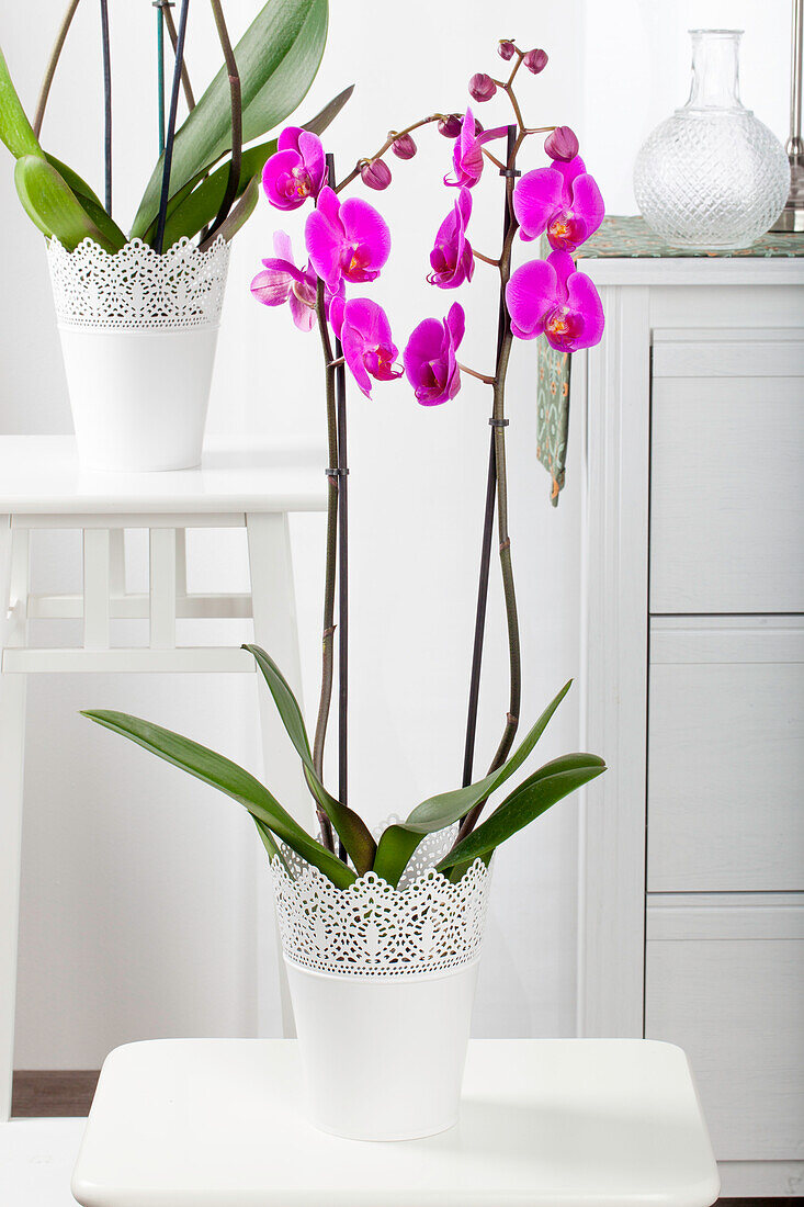 Phalaenopsis, pink