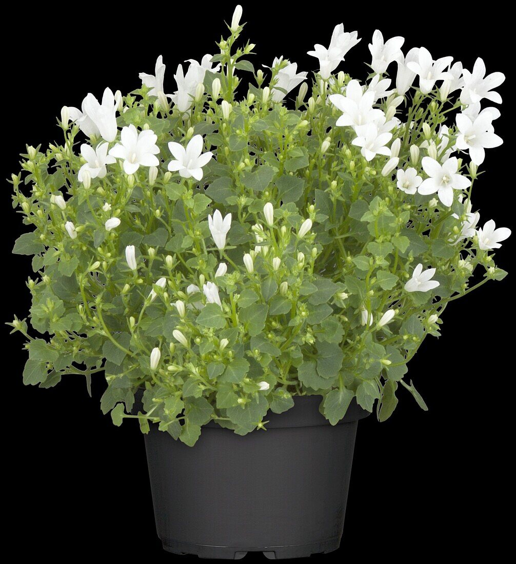 Campanula portenschlagiana 'White Get Mee'®