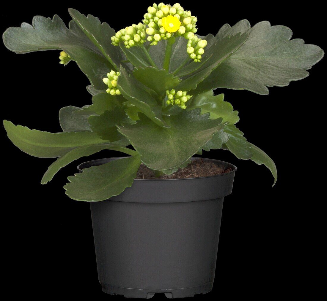 Kalanchoe blossfeldiana