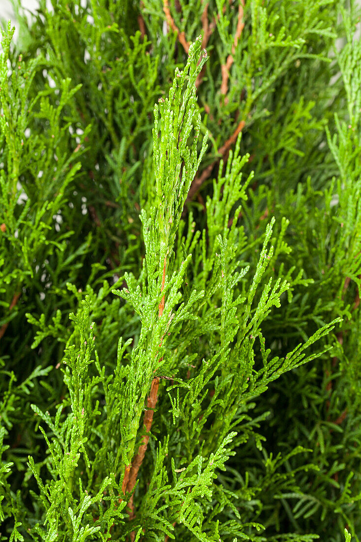 Thuja occidentalis 'Smaragd'