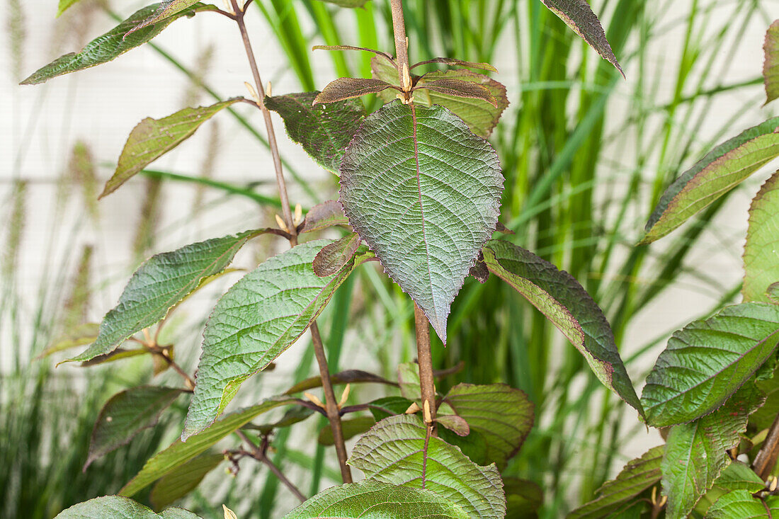 Callicarpa bodinieri var. giraldii 'Profusion'