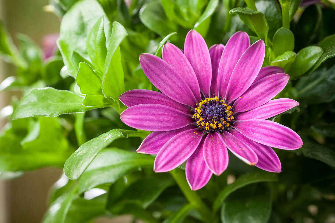 Osteospermum ecklonis