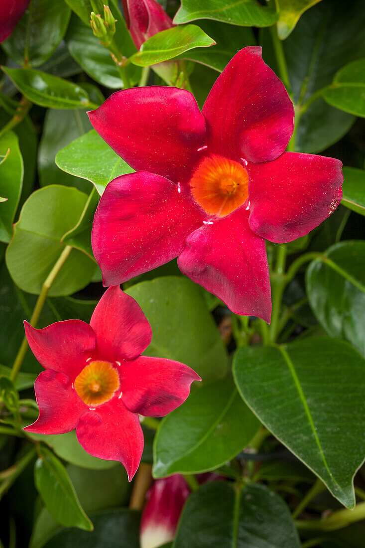 Mandevilla sanderi, red