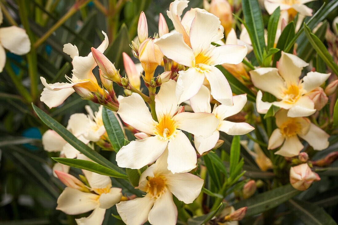 Nerium oleander