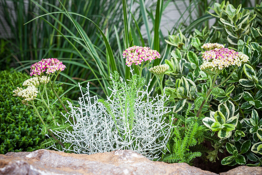 Calocephalus brownii, Achillea millefolium