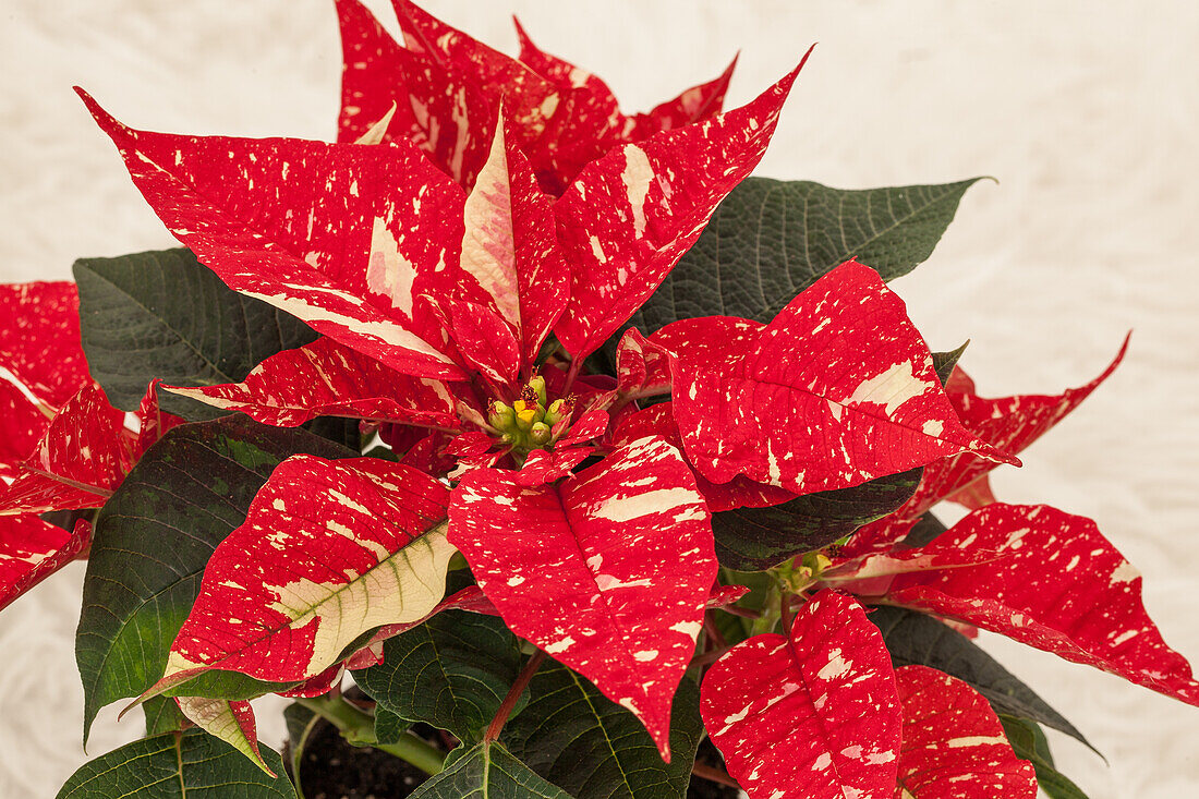 Euphorbia pulcherrima 'Christmas Feelings'®