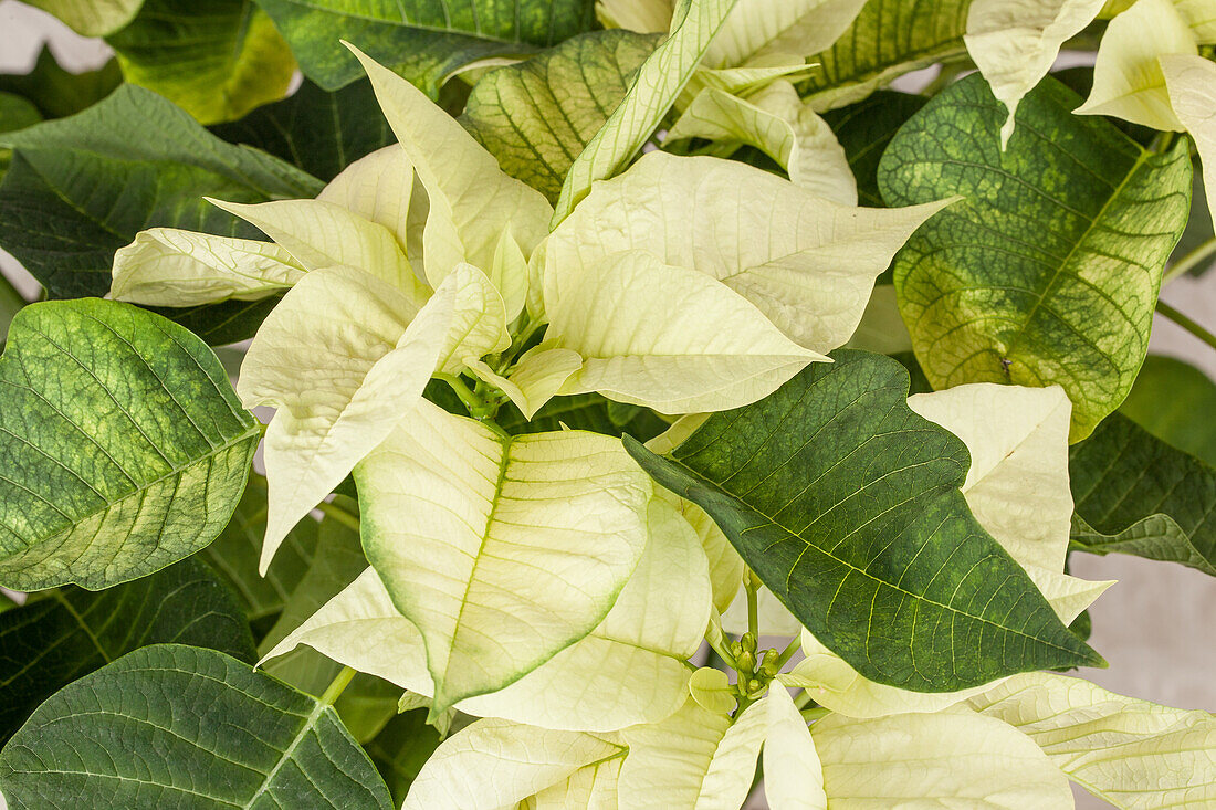 Euphorbia pulcherrima, white