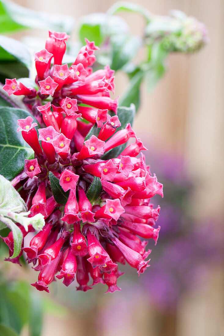 Cestrum elegans