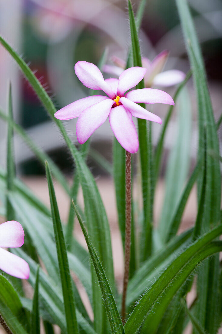 Rhodohypoxis baurii