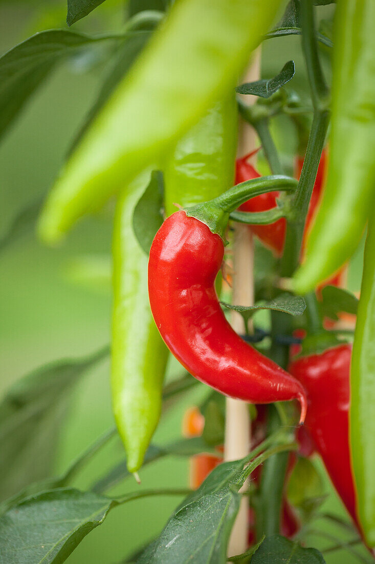 Capsicum annuum var. minimum