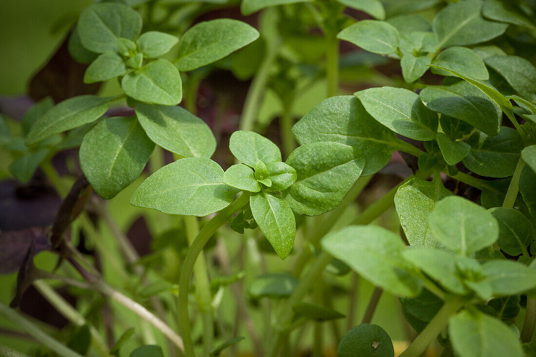 Ocimum basilicum var. minimum