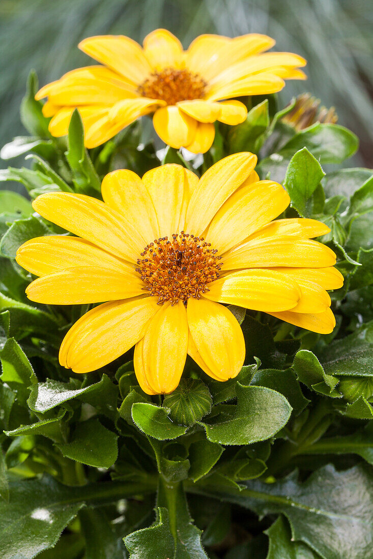 Gazania rigens