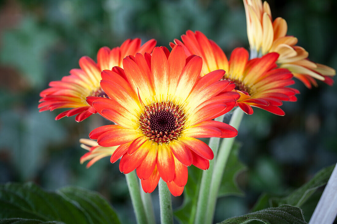 Gerbera jamesonii