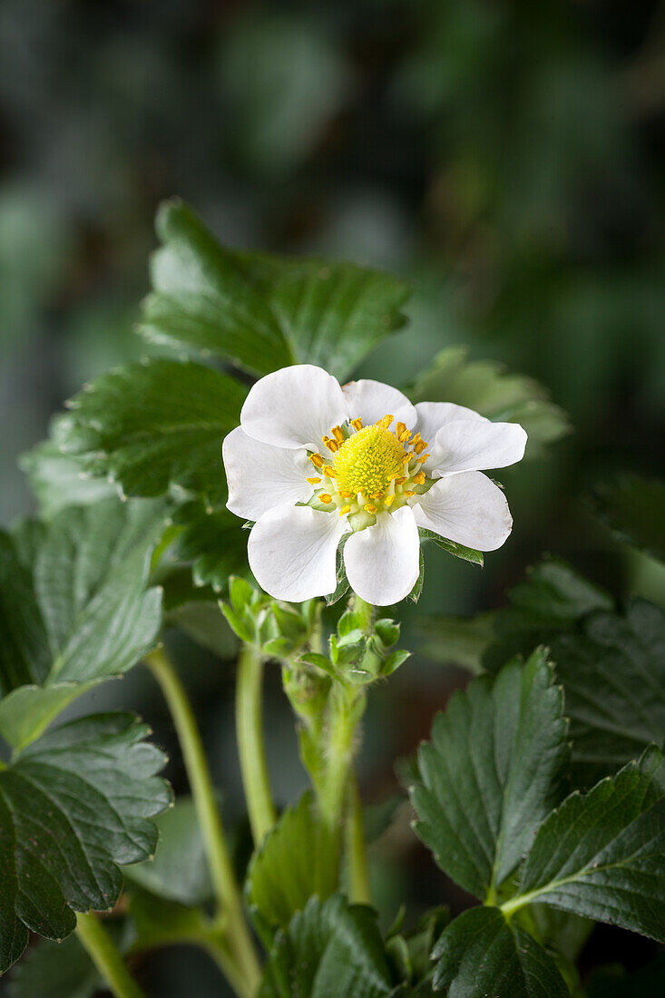 Fragaria