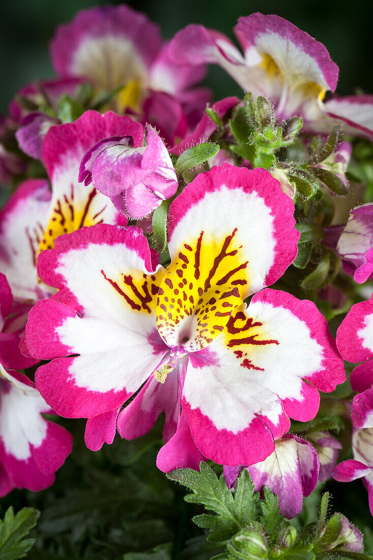 Schizanthus wisetonensis