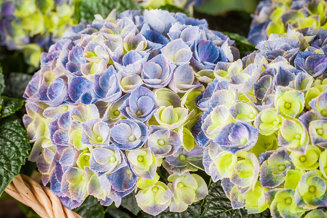 Hydrangea macrophylla