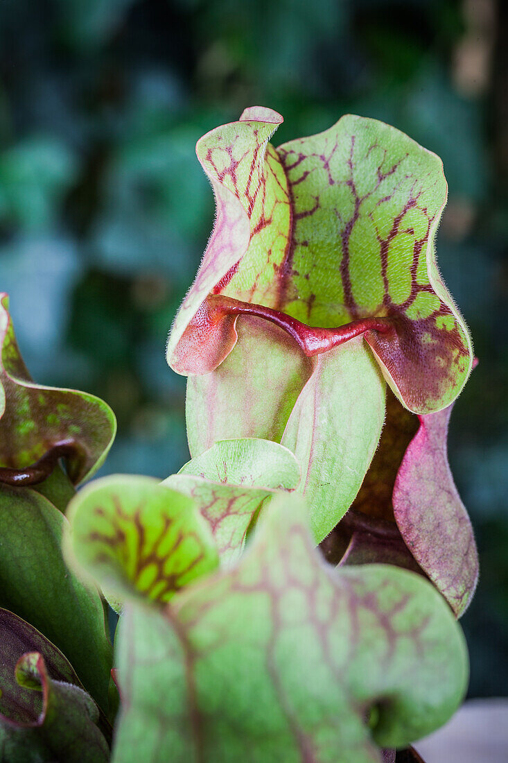 Sarracenia