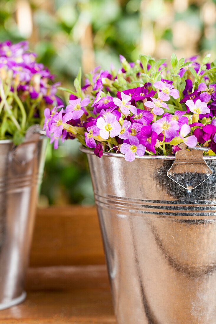 Aubrieta x cultivorum 'Kitte® Purple'