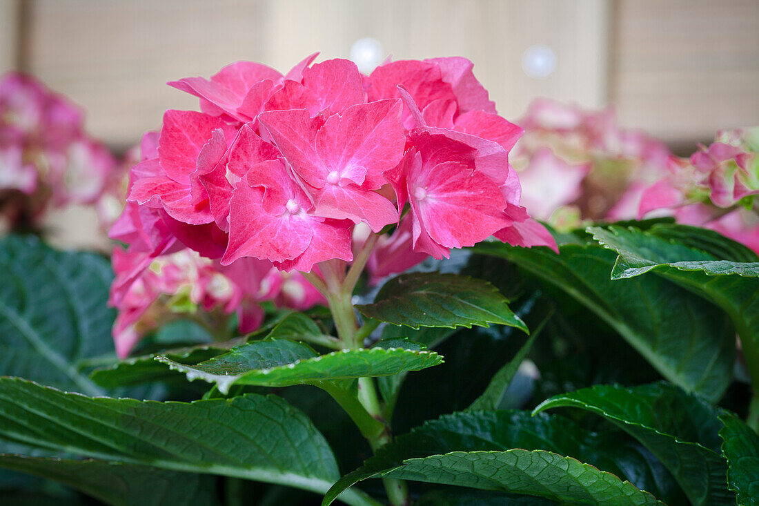 Hydrangea  macrophylla