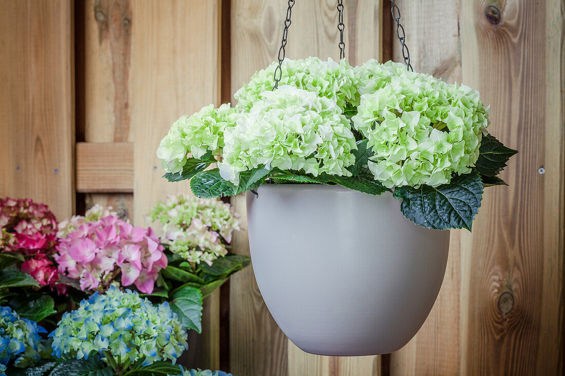 Hydrangea macrophylla