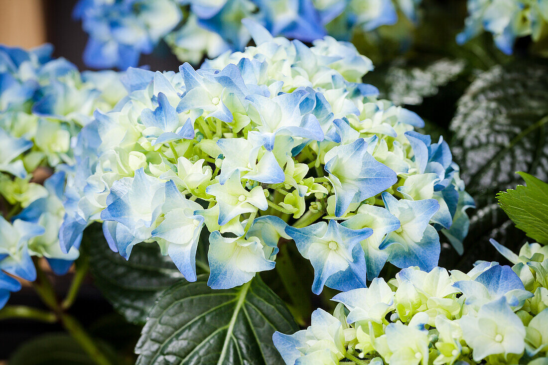 Hydrangea  macrophylla