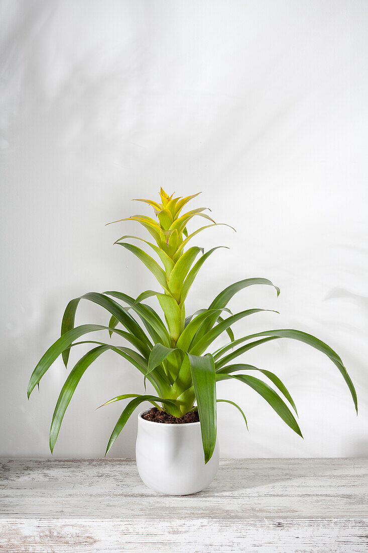 Guzmania